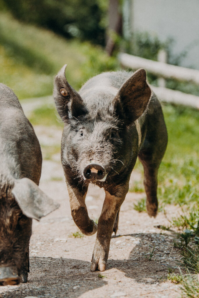 Schwarze Schweine laufen am Bauernhofweg – Freilandhaltung am Biohof Pamer