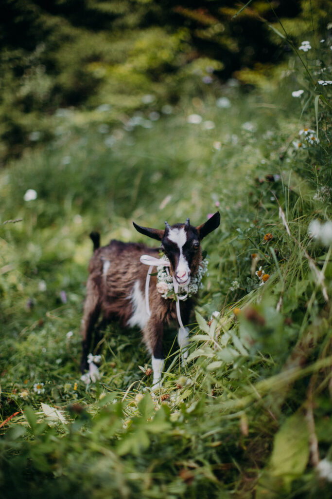 Braune Ziege mit Blumenkranz auf Wiese – Maskottchen vom Biohof Pamer